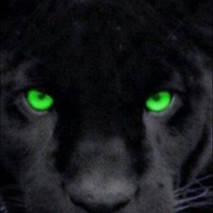 Meet your Posher, Alan